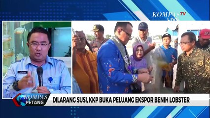Soal Ekspor Benih Lobster, Begini Kata KKP