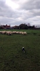 Puppy Has No Trouble Herding