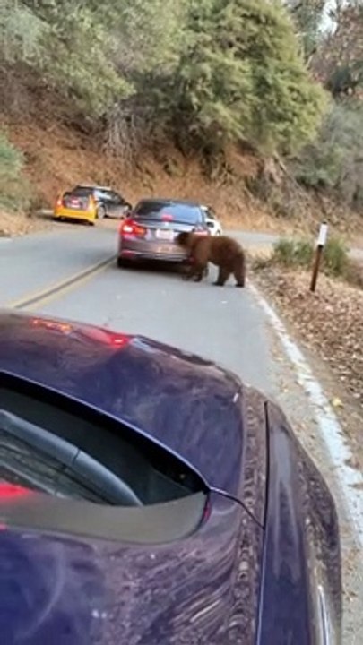 Cute Bear Climbs on Car