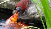 El pájaro que alimenta a los peces como si fueran sus crías