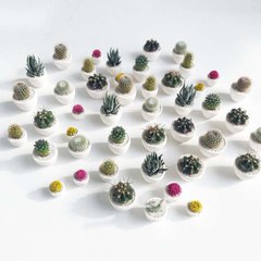 Mini Succulents Are So Cute, You Have to See Them