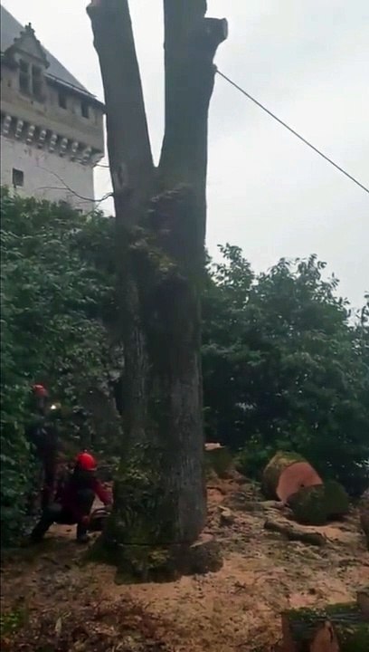 Avez-vous déjà vu un arbre qui accouche