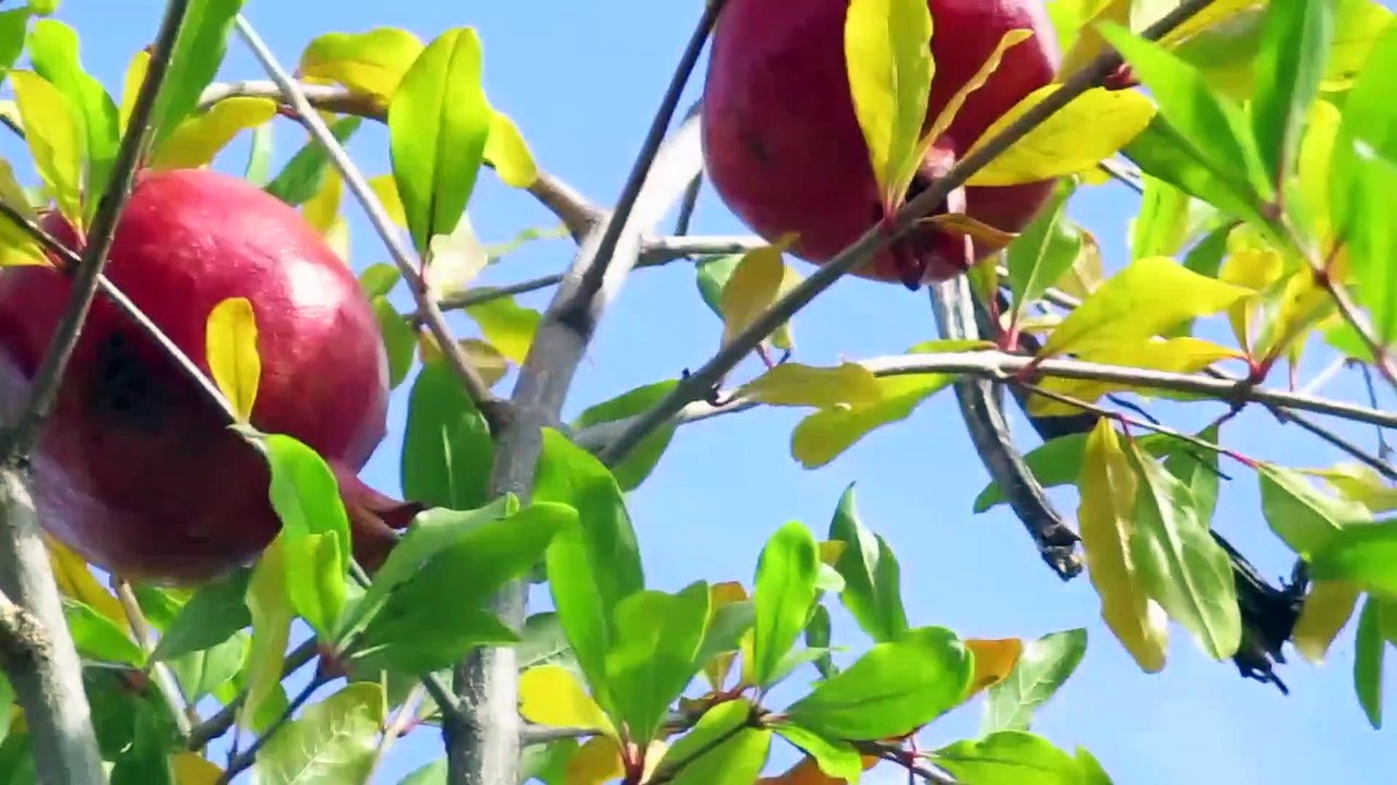 YA ESTAN MADURANDO LA GRANADAS EN OCTUBRE