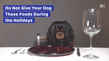 Dogs Can't These Foods During The Holidays