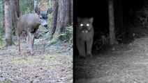 Trail Cam Takes Us Behind The Scenes Of Life In The Wild
