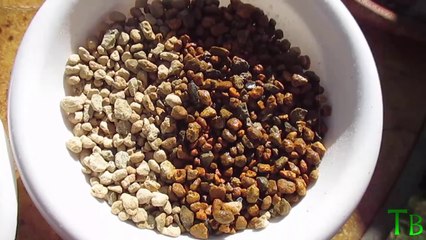 DIFERENTES SUSTRATOS PARA TU BONSÁI ֍ CURSO BÁSICO DE BONSÁI ✅