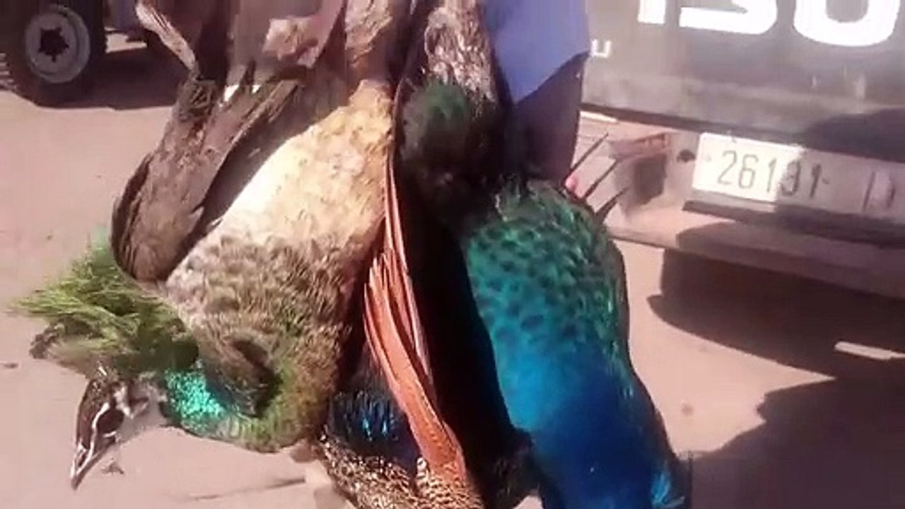 مباشرة من ابن احمد الجمال لا يقدر بثمن ‬