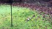 Squirrel Outsmarted by Slippery Bird Feeder
