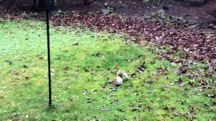 Squirrel Outsmarted by Slippery Bird Feeder