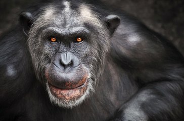 Chimpancé con enfermedad terminal recibe la visita de un viejo amigo y su reacción te hará llorar