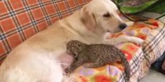 Esta perra amamanta a un leopardo para salvarle la vida