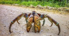 Este cangrejo caza y devora un enorme pájaro marino, revelando algo nuevo para la ciencia