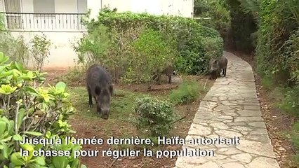 Protégés de la chasse, les sangliers prospèrent dans une ville d'Israël