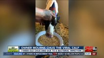 'Chug,' the viral Bakersfield calf has died