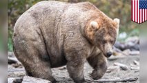 米アラスカで「一番太った熊」コンテスト開催 今年は雌のホリーが優勝 - トモニュース