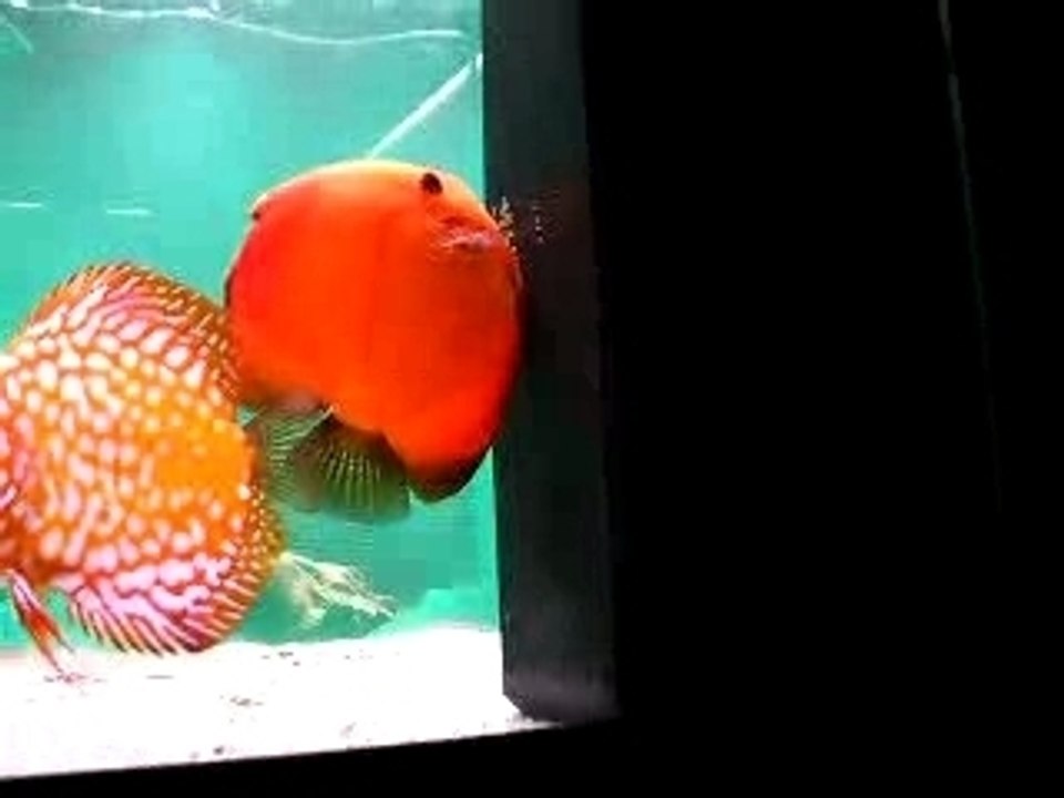 la reproduction