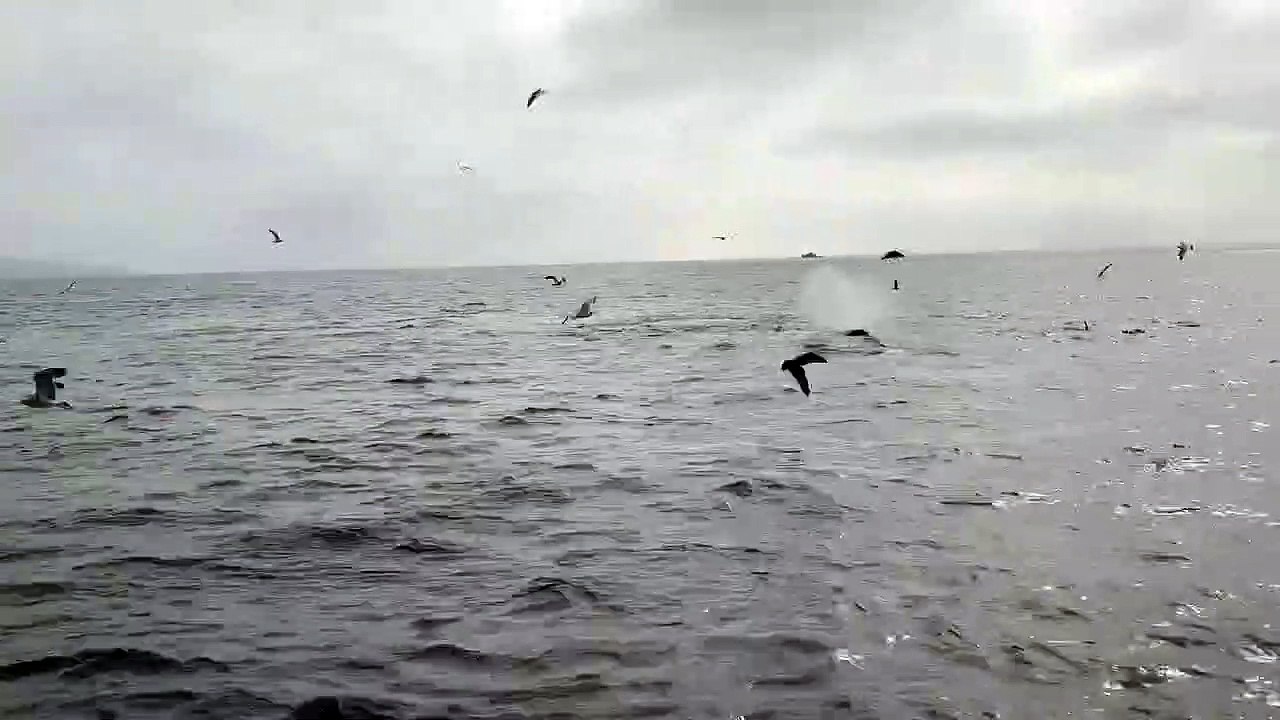 Whale Watchers Delight as Humpbacks Dive Under Boat