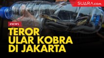 Teror Ular Kobra di Jakarta