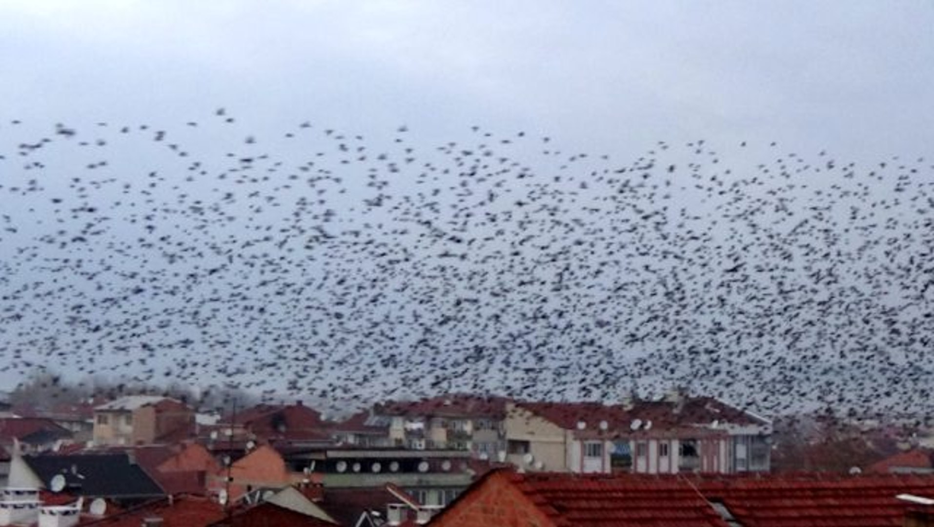 Kuslarin Gokyuzunde Muhtesem Dansi Dailymotion Video