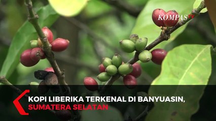 Potensi Kopi Liberika di Lahan Gambut