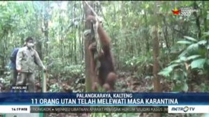 11 Orangutan Dilepasliarkan ke TN Bukit Baka-Bukit Raya