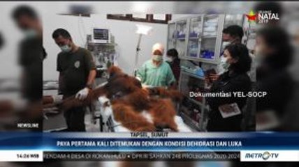 Kisah Pelepasliaran Orangutan Tapanuli 'Paya'