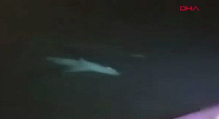 Oltayla köpek balığı yakaladı