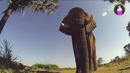 Begini Jadinya Jika Meletakkan Kamera Di Tengah Alam Liar!