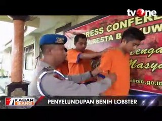 Polisi Gagalkan Penyelundupan 7.040 Benih Lobster