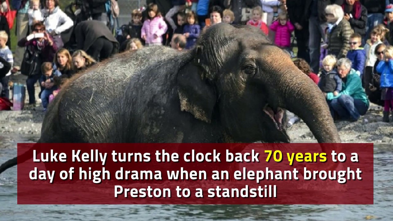 Elephant shot dead after causing mayhem in Preston