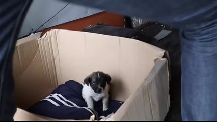 STREET puppy becomes TRAVEL dog - Ep 202