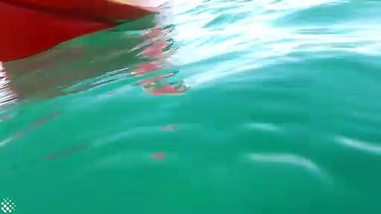 Tubarão-branco encurrala canoístas na costa sul-africana