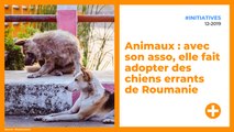 Animaux : avec son asso, elle fait adopter des chiens errants de Roumanie