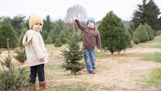 Weihnachtsbaum: Natürlich, künstlich oder keinen?