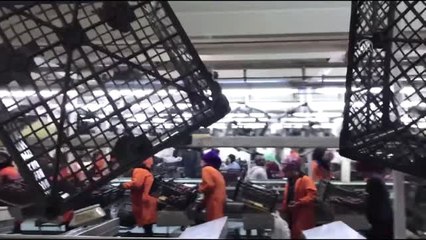 Manisa'da örtü altındaki üzümün hasadı devam ediyor