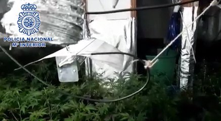 Detenidas dos personas, una de ellas menor de edad, por cultivar marihuana en una vivienda