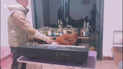 University student trains rooster to play Chinese songs on keyboard