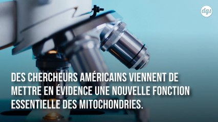 Cette découverte sur les mitochondries pourrait améliorer les traitements anticancéreux