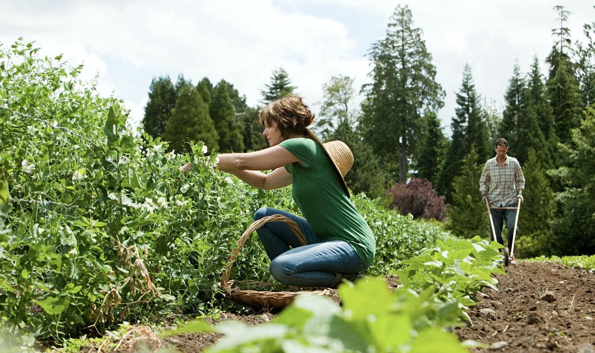 Pea Farmers Are Reaping the Benefits of Our Plant-Based Meat Obsession