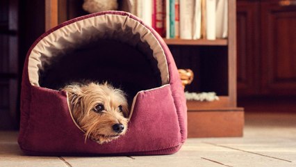 Separation Anxiety in Dogs is More Common Than You Think—Here’s How To Recognize and Treat The Signs