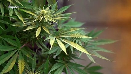 Consumo de maconha ilegal cai no Uruguai