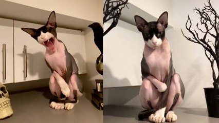 'Arlo': el misterioso gato que revoluciona las redes sociales