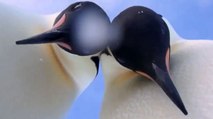 Este es el 'selfie' animal más pingüino del año