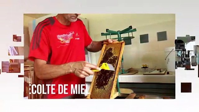 récole et mise en pot miel du rucher Lycée Jean Monnet