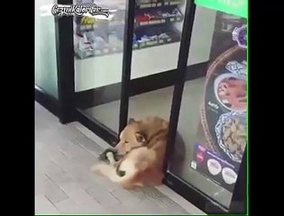 Boşvermişlik Seviyesini Arşa Çıkartan Köpek