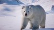 Planet Zoo - Bande-annonce de lancement du Arctic Pack