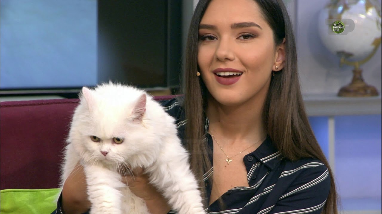 Kafshët shtëpiake - macet Turkish Angora - Në S...