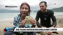 Susi Pudjiastuti: Lobster Bisa Terus Ada dan Banyak Kalau Kita Jaga