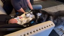 Le malamute d'Alaska rencontre le bébé pour la première fois