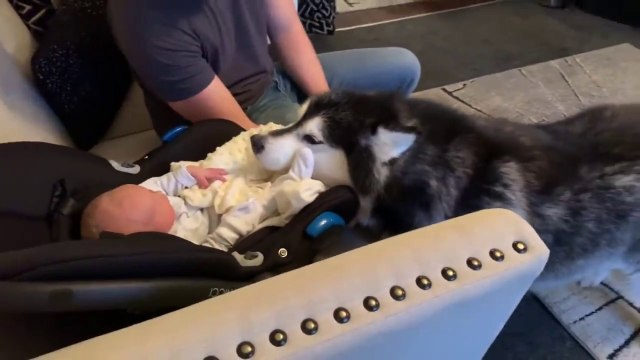 Le malamute d'Alaska rencontre le bébé pour la première fois